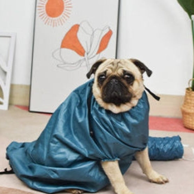 Pug dog wearing a blue coat indoors with a decorative wall in the background