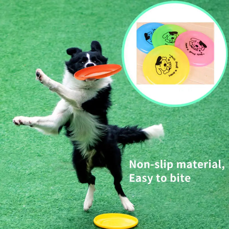 dog playing with flying disc toy outdoors