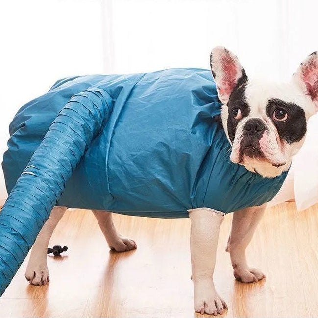 Dog wearing a blue raincoat on a wooden floor