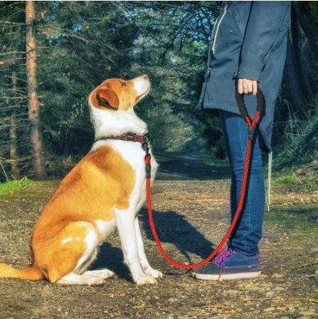 Reflective nylon dog leash for walking